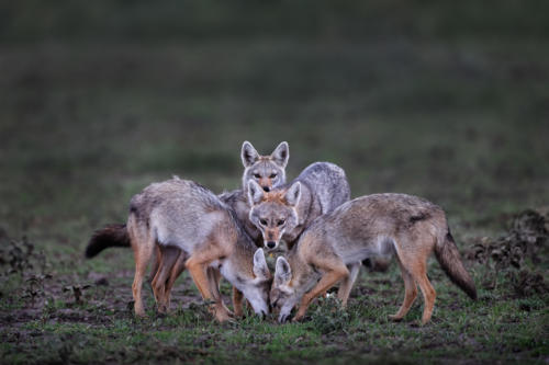 Rizzato PierluigiBorgoricco (PD)Four Jackals