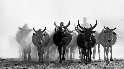 Rizzato PierluigiBorgoricco (PD)Cattle Herd