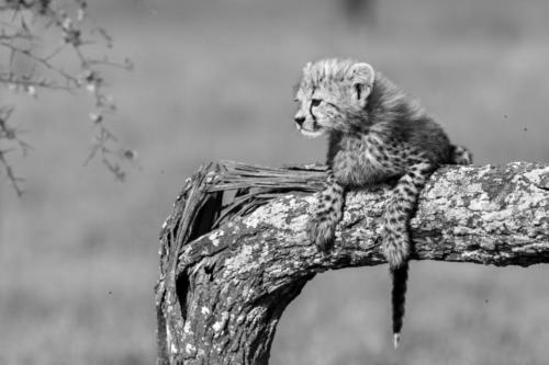 Titolo: CHEETAH CUB - Premio Speciale Gelmino Vicentini,  di Pierluigi Rizzato