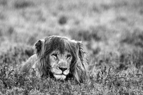 Titolo: KING IN THE RAIN - Premio Speciale Gelmino Vicentini, di Pierluigi Rizzato
