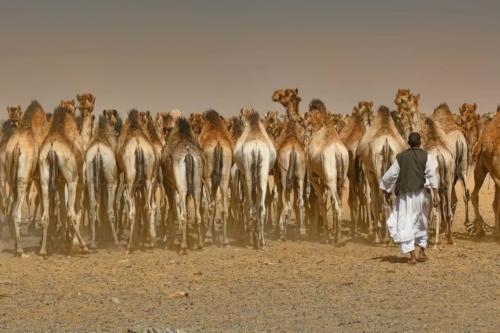 Titolo: CAMELS GUARDIAN - Ammessa di: Roberto Tagliani